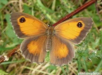 Amaryllis, Pyronia thitonus, papillon de jour, French orange butterfly, bouresse Poitou-Charentes France
