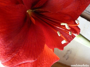 Amaryllis en fleur gros plan Flore Sandrinephotos Esprit Nature