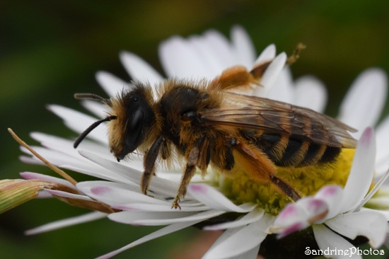 Andrène à pattes jaunes, Andrena flavipes, Abeille sauvage solitaire  sur pâquerette, Croix Curé, Le Verger, Bouresse (35)