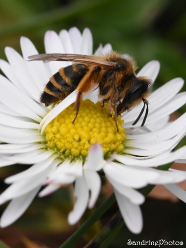 Andrène à pattes jaunes, Andrena flavipes, Abeille sauvage solitaire  sur pâquerette, Croix Curé, Le Verger, Bouresse (38)