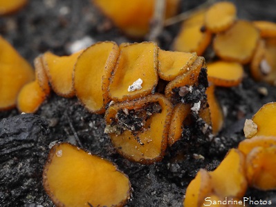 Anthracobia melaloma, Champignons jaune orangé sur brlis de bois, Bouresse 86 (4)