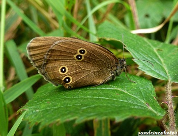 Aphantopus hyperantus Le Tristan Papillon de jour papillon à l`aile froissée Kerangueven Finistère