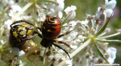 Araignée synaema globusum , Red and black Spider, Thomisidae, Bouresse, Poitou-Charenets, France (2)