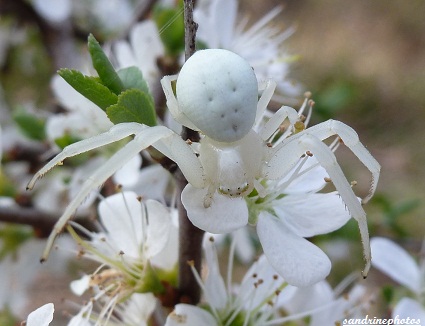 araignée blanche Misumena Vatia femelle arachnides 
