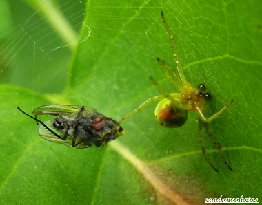 araignée courge araniella cucurbitina avec macule rouge sous l`abdomen Mâle ayant capturé une mouche dans sa toile 