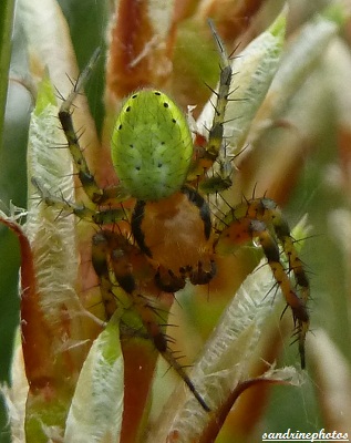 araniella opisthographa araniella opisthographa Mâle Araneidae Bouresse Poitou-Charentes PF