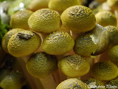 Armillaire couleur de miel, Armillaria mellea, Champignons, Mushrooms, Sous-bois, forêt, Gouex, bouresse, Poitou-Charentes(1)