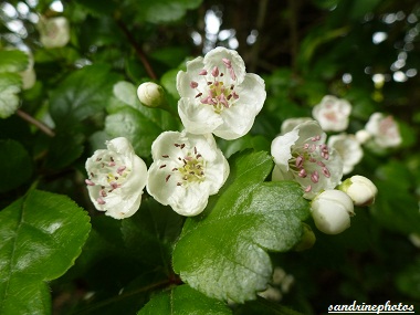Aubépine Fleurs et bourgeons Crataegus Monogyna Arbres et Arbustes du Poitou-Charentes Bouresse