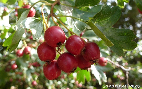 Aubépine et ses petites baies rouges, Hawthorn and its little red berries, Bouresse, Poitou-Charentes