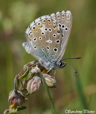 Azuré bleu-céleste, Argus bleu céleste, Polyommatus bellargus, Papillon de jour, Butte de Laloeuf, Sillars, moths and butterflies of Poitou-Charentes(50)