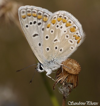 Azuré commun, Polyommatus icarus, Papillons de jour, Moths and butterflies, Jujols, Juillet 2015GF (15)