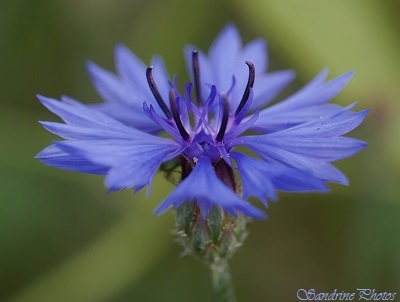 Bleuet des champs, Centaurea cyanus, Fleur sauvage bleue, Cornflower, Flower of the fields, Bouresse, Poitou-Charentes (1)