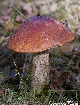 Bolet orangé, Leccinum aurantiacum, Champignons d`automne, Mushrooms, Bouresse, Poitou-Charentes, Nature in France (5)