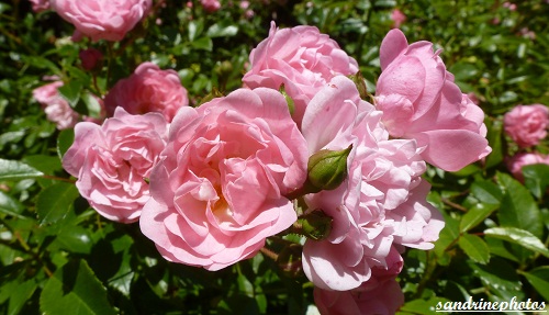 Bouquet de roses Fleurs des jardins Bouresse Poitou-Charentes