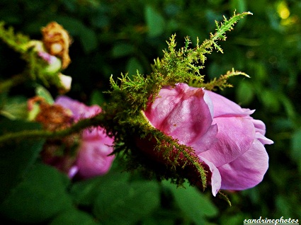 Bouton de rosier mousseux Roses anciennes Fleurs de nos jardins Bouresse Poitou-Charentes
