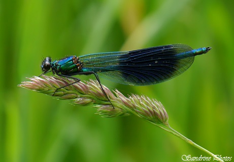 Calopteryx splendens, Mâle Caloptéryx éclatant, Libellule bleue, Odonates, Blue Dragonflies, Poitou-Charentes, Les Cordeliers (10)