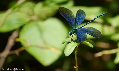 Calopteryx virgo mâle, Caloptéryx vierge, Libellule bleue, Blue Dragonfly, Insectes du Poitou-Charentes, Odonates, Bouresse, Nature in France