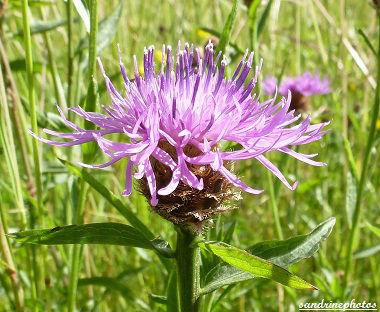 centaurée Fleurs sauvages du Poitou-Charentes Bouresse (3)