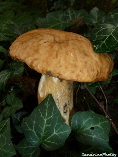 Cèpe de bordeaux, champignons d`automne, autumn mushrooms, Bouresse, Poitou-Charentes, 21 octobre 2012 (15)