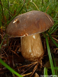 Cèpe tête de nègre, Champignons d`automne, Ceps, autumn mushrooms, Bouresse, Poitou-Charentes-21 octobre 2012 (10)