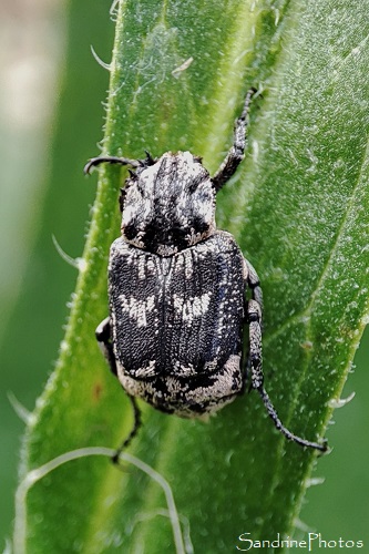 Cétoine punaise - Valgus hemipterus, Coléoptères, Scarabaeidae, Insectes, le Verger, Bouresse (2)