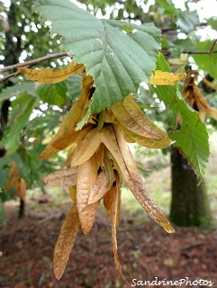 Charme, feuilles et fruits, Carpinus betulus tree of the forest, Arbres Bouresse, Poitou-Charentes