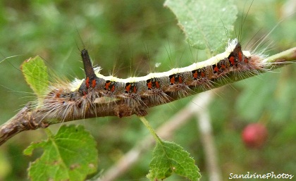Chenille du papillon de nuit Le Psi-Triaena Psi Noctuidae The grey dagger moth caterpillar Bouresse Poitou-Charentes(4) (1)
