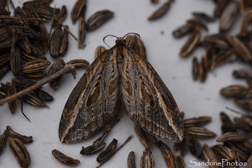 Chésias du genêt, Chesias legatella, Papillons de nuit, Le Verger, Bouresse 86