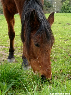 Cheval marron mangeant de l`herbe dans un champ, Brown horse in a field eating grass, Bouresse, Poitou-Charentes  avril 2013 (34)