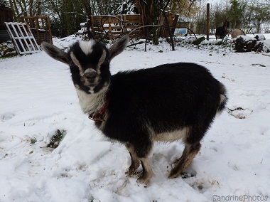 Chevreau dans la neige, Animaux domestiques de la ferme, Animals of the farm, Young goat in the snow, 20 janvier 2013 Bouresse Poitou-Charentes  