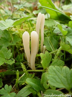 Clavaria argillacea, Clavaires, champignons, Mushrooms, Bouresse, Poitou-Charentes, le 23 novembre 2012 (7)