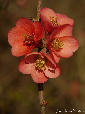 Cognassier du Japon, Chaenomeles japonica, arbuste, fleurs rouges, précoce, Le Verger, Bouresse (7)