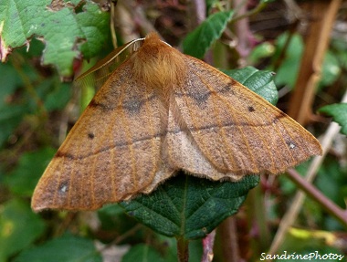 Colotois pennaria, l`himère-plume, Papillon de nuit, Moth, Bouresse, Poitou-Charentes (1)