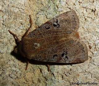 Conistra rubiginosa, L`Orrhodie grise, papillon de nuit, Moths and butterflies, Bouresse, Poitou-Charentes