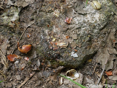 Coquilles d`escargots cassés par une grive musicienne, Turdus philomelos, broken snails on a stone, restes de repas d`un oiseau, Sur la piste des animaux sauvages, on wild life tracks (6)