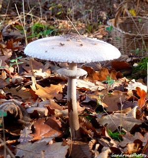 coulemelle, Macrolepiota procera, champignons, mushrooms, Bouresse, Poitou-Charentes, 28 nov 2011 (31)