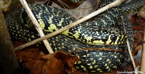 couleuvre verte et jaune, Hierophis viridiflavus, Serpents du Poitou-Charentes, Snakes, Reptiles, Bouresse -Vienne   (2)