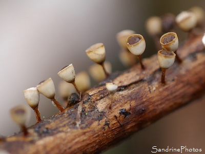Craterium minutum, minuscules champignons sur brindilles, Jardin Bouresse (14)