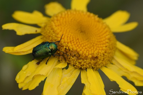 Cryptocéphale soyeux sur Camomille des teinturiers, Cryptocephalus sericeus, Insecte coléoptère vert métallique, le Verger, Bouresse (2)