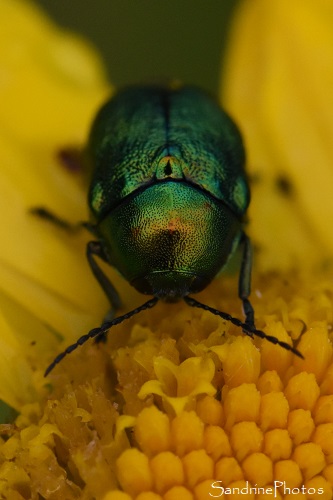 Cryptocéphale soyeux sur Camomille des teinturiers, Cryptocephalus sericeus, Insecte coléoptère vert métallique, le Verger, Bouresse 86 (5)