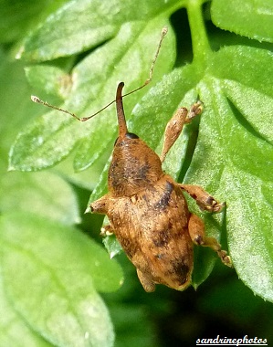 curculio nucum balanin des noisettes insectes Bouresse Poitou-Charentes