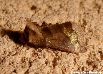 Diachrysia chrysitis, La Plusie vert-doré, Papillon de nuit,, Burnished Brass Moths and butterflies, Bouresse, Poitou-Charentes (1)PF