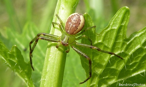 Diaea dorsata, Thomisidae, araignée du Poitou-Charentes, French spiders, Bouresse, 15 avril 2013