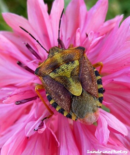 Dolychoris baccarum, punaise des baies, pentatome des baies, purple-brown Hairy shieldbug, pentatomidae, Bouresse Poitou-Charentes (1)