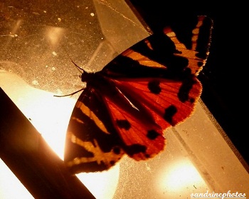 écaille chinée, Euplagia quadripunctaria, Papillon de nuit aux ailes rouges , Moth with red wings, Frenche butterfly, Bouresse Poitou-Charentes France