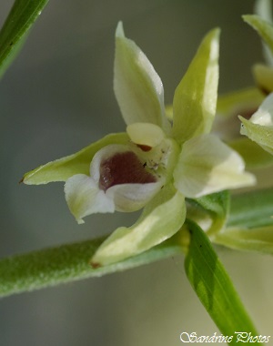 Epipactis de Müller, Epipactis muelleri, Orchidées sauvages du Poitou-Charentes, Wild Orchids of France, Persac(21)