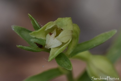 Epipactis des dunes, Epipactis phyllanthes, Orchidées sauvages, Le Pey de la Blet, La Barre de Monts, Vendée, SandrinePhotos, juin 2024 (28)