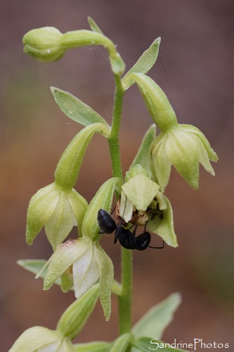 Epipactis des dunes, Epipactis phyllanthes, Orchidées sauvages, Le Pey de la Blet, La Barre de Monts, Vendée, SandrinePhotos, juin 2024 (29)