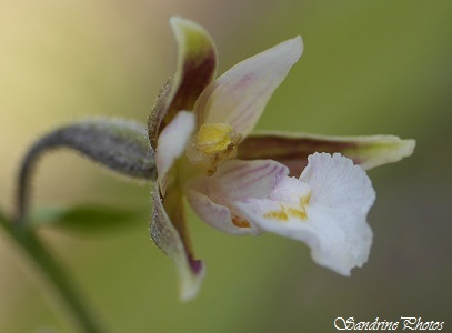 Epipactis des marais, Epipactis palustris, orchidée sauvage, Réserve naturelle de Jujols, Pyrénées orientales, France (22)