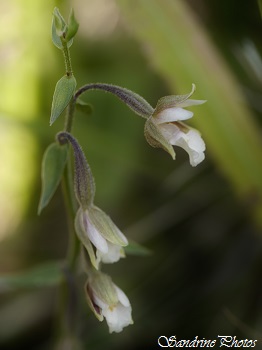 Epipactis des marais, Epipactis palustris, orchidée sauvage, Wild orchids, Réserve naturelle de Jujols, Pyrénées orientales (16)
